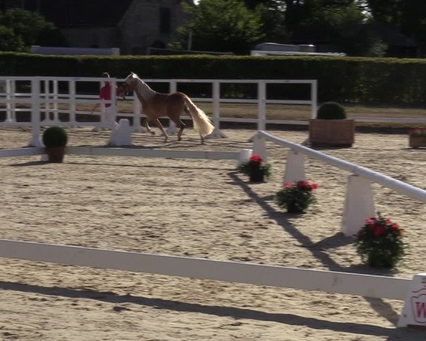 Handorfer Haflinger-Tag 2022