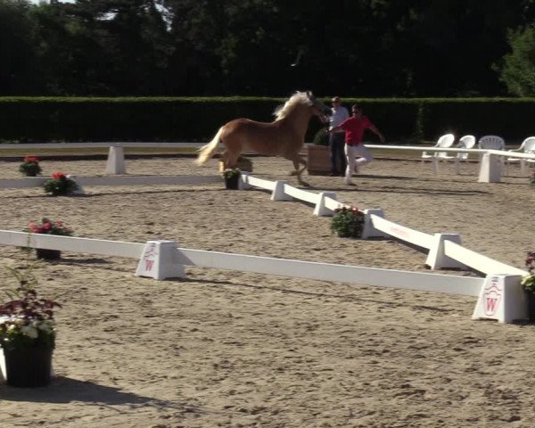 Handorfer Haflinger-Tag 2022
