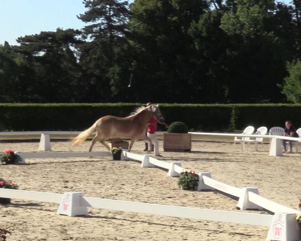 Handorfer Haflinger-Tag 2022