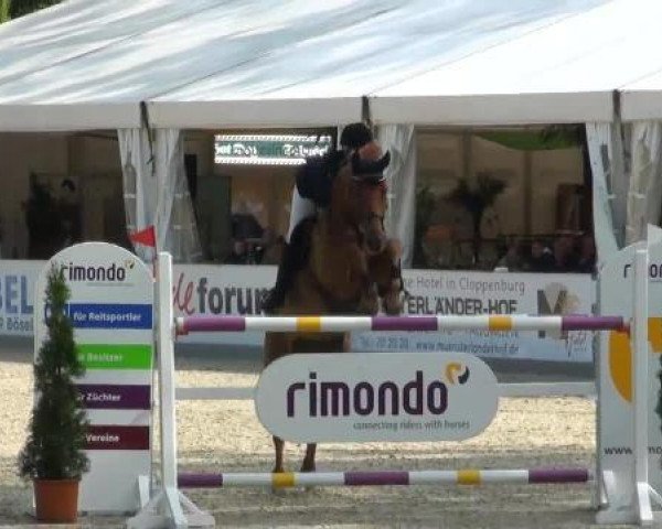 jumper Reve D' Amour (Oldenburg, 2001, from Rubin Royal OLD)