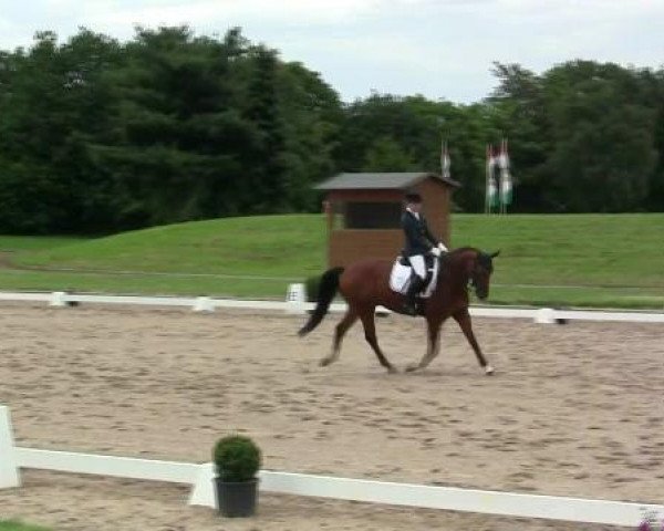 dressage horse Boticelli 5 (Trakehner, 2000, from Couleur-Fuerst) dressage horse Boticelli 5 (Trakehner, 2000, from Couleur-Fuerst)