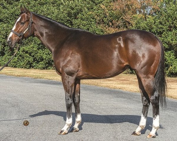 stallion St. Patricks Day xx (Thoroughbred, 2015, from Pioneerof The Nile xx)