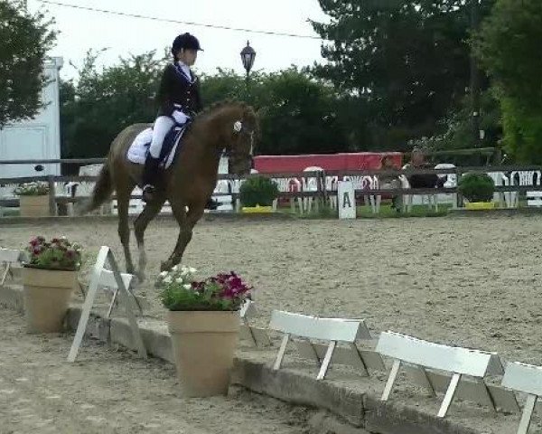 broodmare Santana (German Riding Pony, 2006, from Southern Comfort)