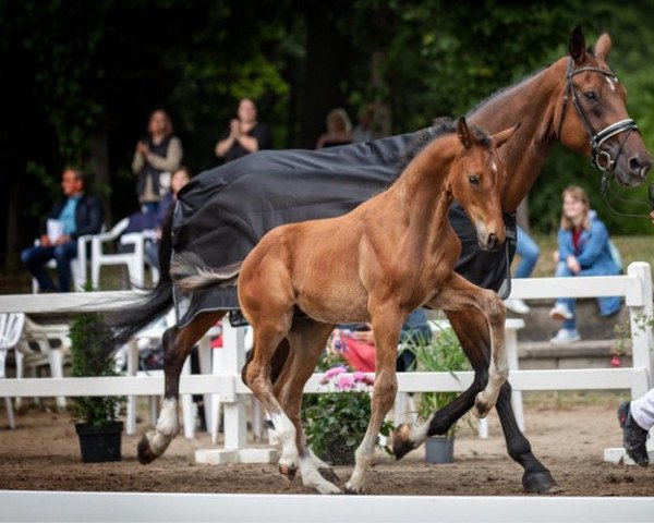 stallion Elon (Rhinelander, 2022, from Escolar)