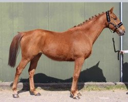 dressage horse Yadami Kervero (Thoroughbred, 2011, from Valanour xx)