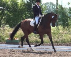 horse Roquefort 25 (Oldenburg, 2008)
