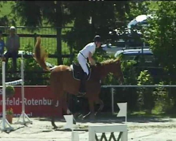 jumper Aaron 286 (Saxony-Anhaltiner, 2001, from Askari)