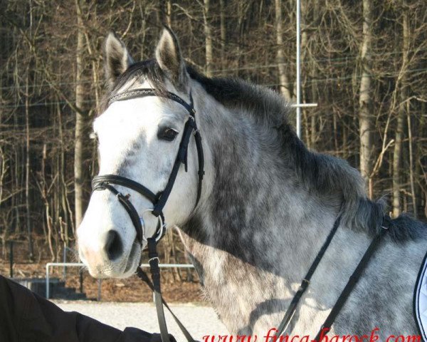 horse Cidre 8 (German Warmblood, 2005, from Cyper Space)