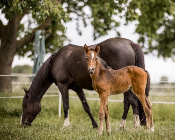 Pferd Carina (Deutsches Reitpony, 2022, von Cassini)