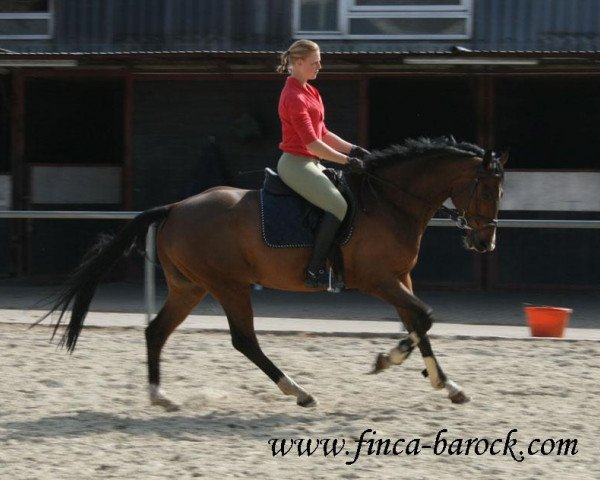 jumper Ihraklion (Oldenburg show jumper, 2006, from Incolor)