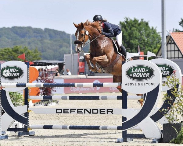 Springpferd Zig Zag Z (Zangersheide Reitpferd, 2010, von Zandor Z)