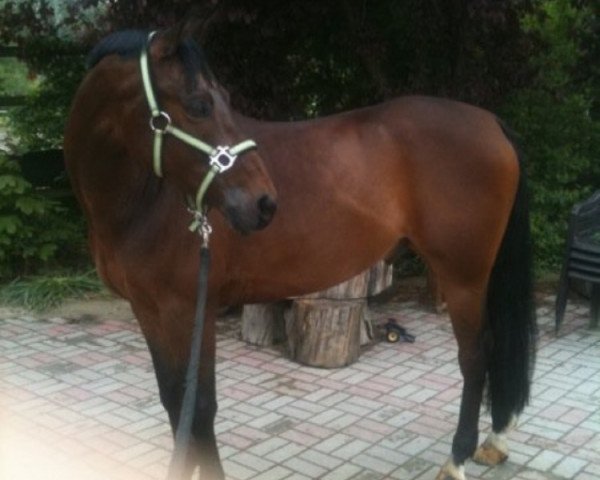 dressage horse Amicus 36 (German Riding Pony, 2000, from Amarillys Sensation D)