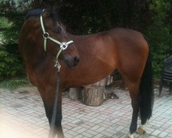 dressage horse Amicus 36 (German Riding Pony, 2000, from Amarillys Sensation D)