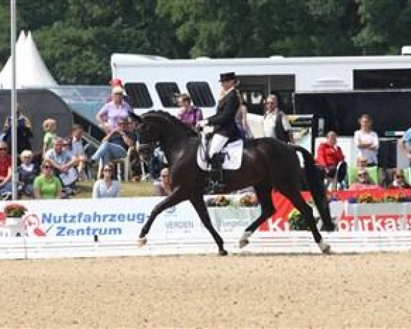 stallion Atterupgaards Final Kiss (Danish Warmblood, 2006, from French Kiss)