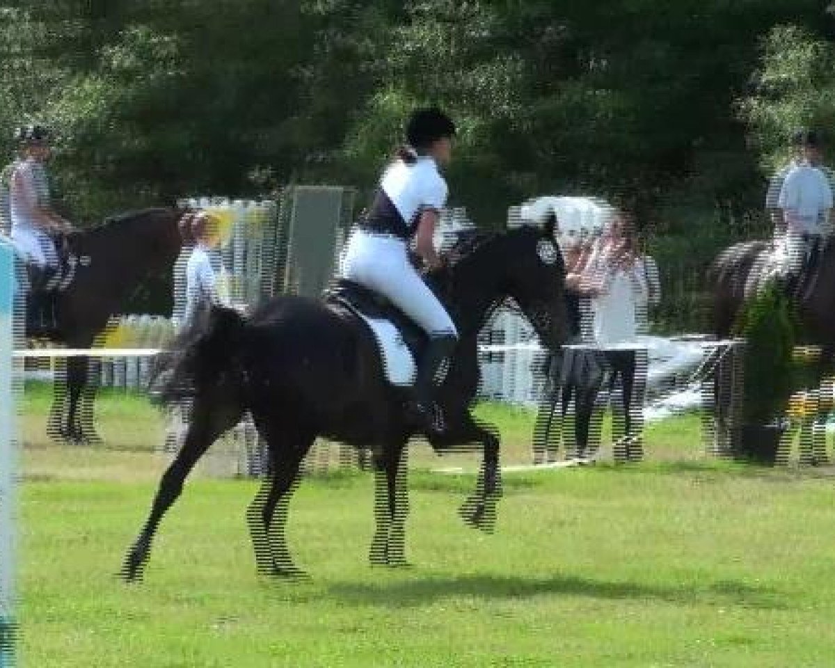 Springpferd Fakira K (Hessisches Warmblut, 2005, von Fulminant)