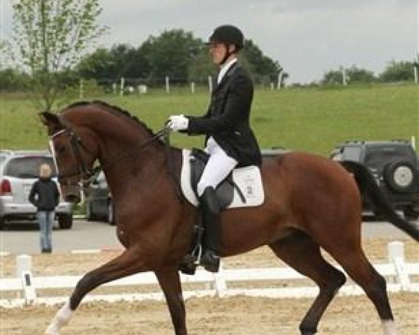 dressage horse N O H S Daijoubo (Danish Warmblood, 2006, from Daddy Cool)