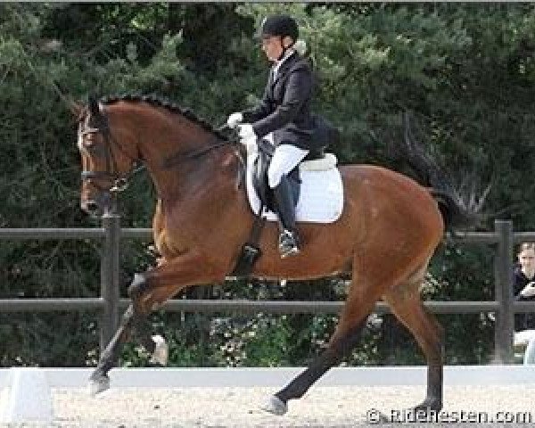 stallion Atterupgaards Wolfgang (Danish Warmblood, 2006, from Welt Hit II)