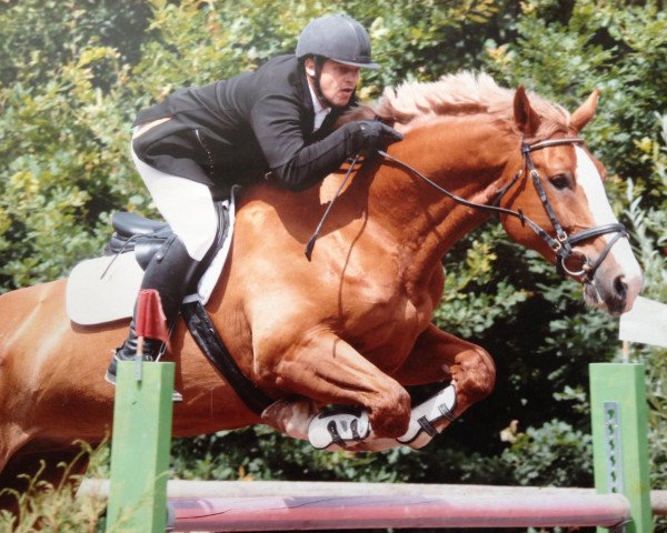 horse Willow Waggish (Zangersheide riding horse, 2001, from Wolfgang)