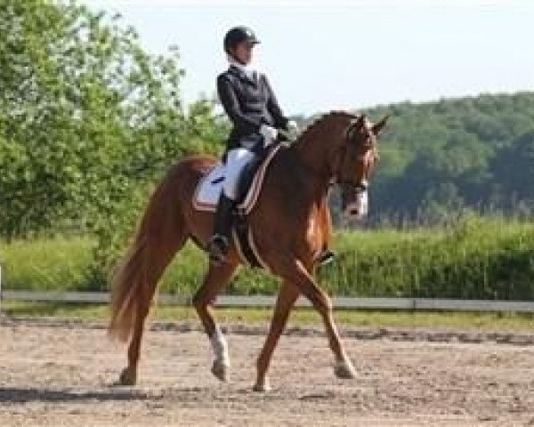 dressage horse Robinho 10 (Danish Warmblood, 2007, from Blue Hors Romanov)