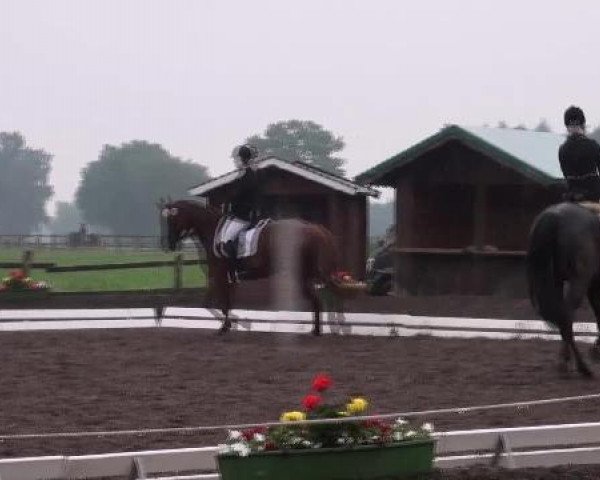 broodmare Daisy Diva (Hanoverian, 2005, from Dauphin)