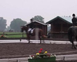 Zuchtstute Daisy Diva (Hannoveraner, 2005, von Dauphin)