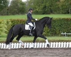 dressage horse Schakiro Pilekaer (Danish Warmblood, 2007, from Don Schufro)