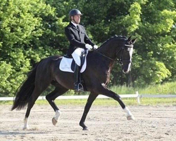 horse De Negro WI (Danish Warmblood, 2007, from de Noir 3)