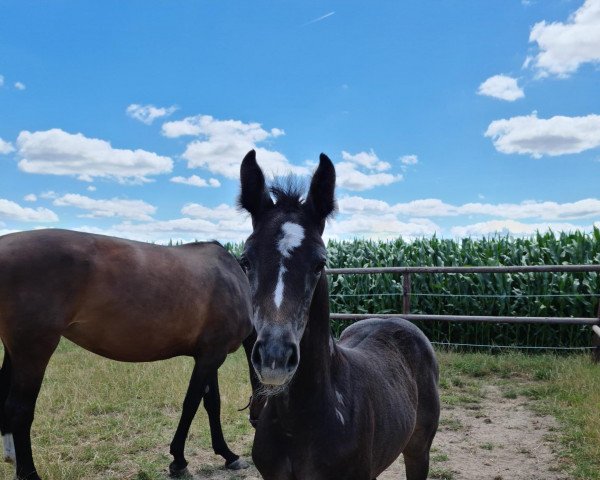 Pferd Colum_LA (Westfale, 2022, von Columbus Z 3)