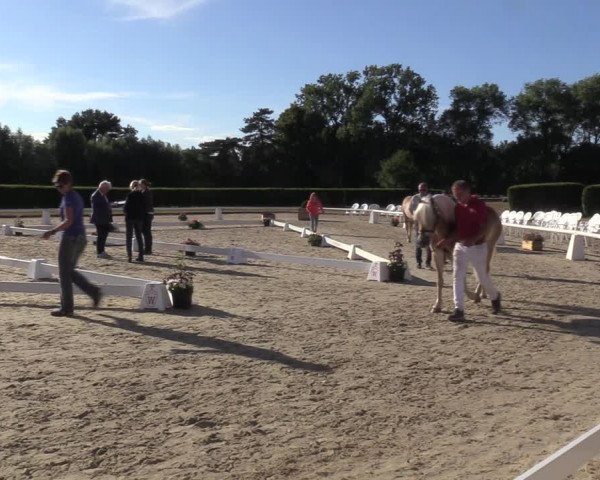 Handorfer Haflinger-Tag 2022