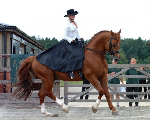stallion Holme Grove Solomon (Trakehner, 1986, from Fernando)