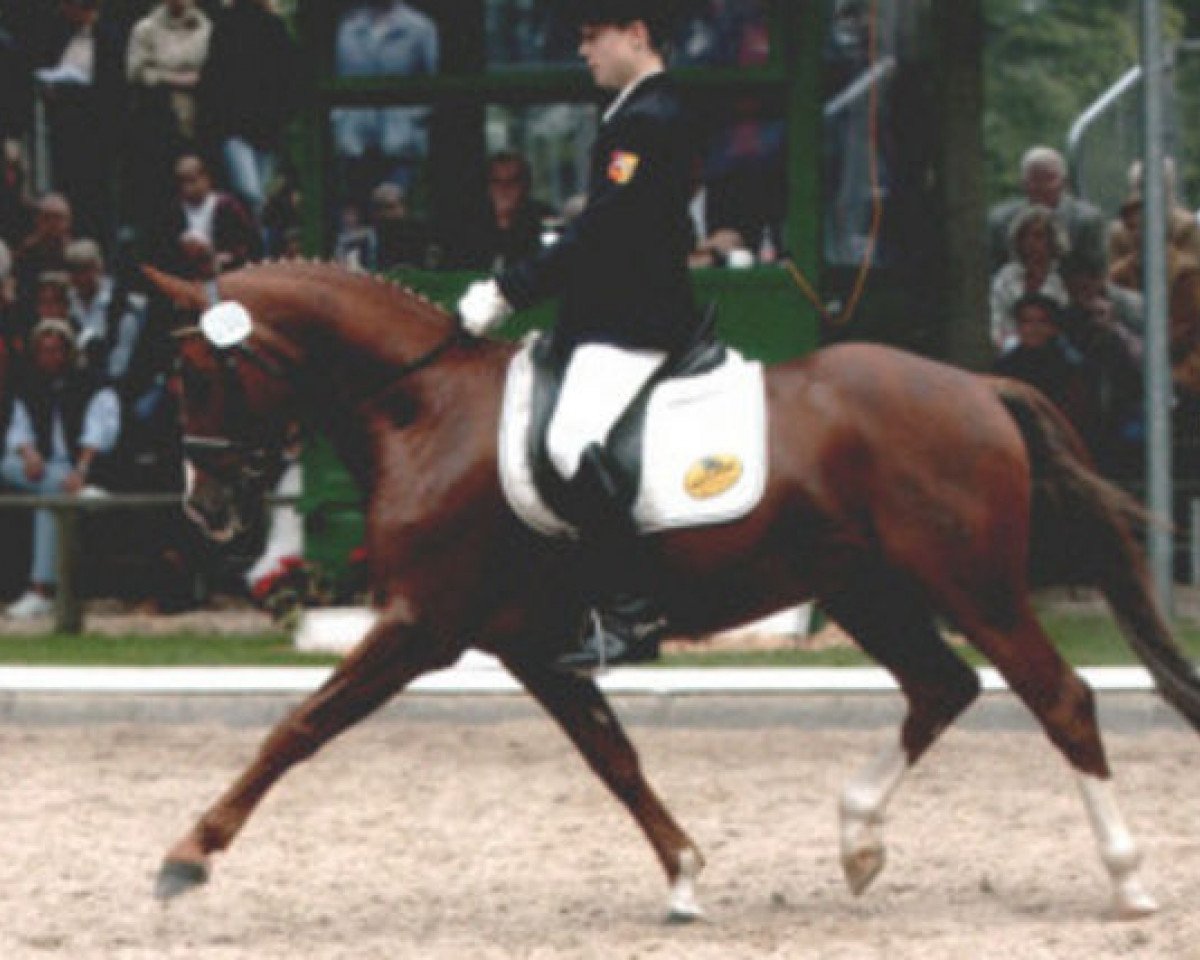 stallion Desperado K (German Sport Horse, 1997, from Dornik B)