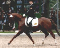 Deckhengst Desperado K (Deutsches Sportpferd, 1997, von Dornik B)