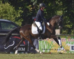 Dressurpferd Carbone (Deutsches Reitpony, 2015, von Chicos Chameur)