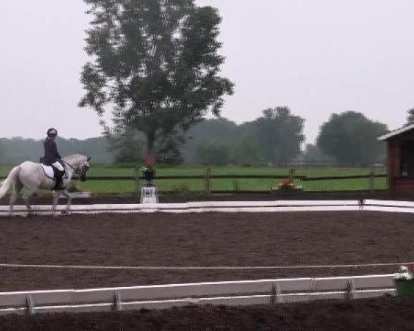 Dressurpferd Robby (Welsh Pony (Sek.B), 1998, von Rakt's Rocky)