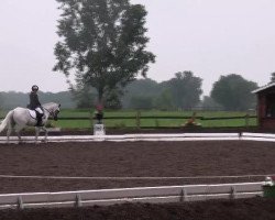 Dressurpferd Robby (Welsh Pony (Sek.B), 1998, von Rakt's Rocky)