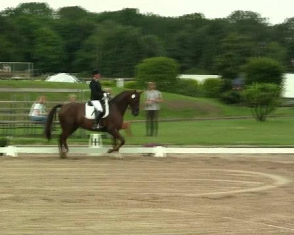 dressage horse Don Amour (Hanoverian, 2006, from Don Frederico)