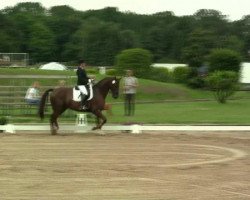 dressage horse Don Amour (Hanoverian, 2006, from Don Frederico)
