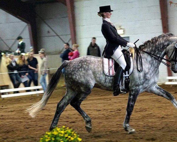 dressage horse Datschmo (Oldenburg, 2008, from Don Rudolfo 8) dressage horse Datschmo (Oldenburg, 2008, from Don Rudolfo 8)