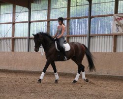 broodmare Lady Latina (Westphalian, 1999, from Lord Sinclair I)