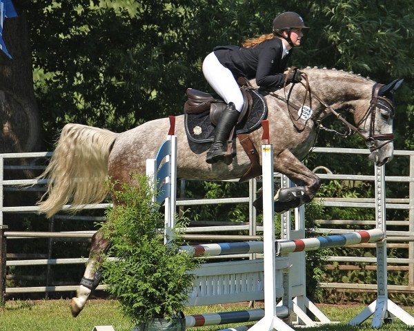 jumper Baileys On Ice 7 (Hanoverian, 2017, from Balou Peggio)