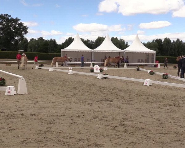 Handorfer Haflinger-Tag 2022
