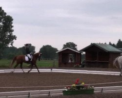 jumper Royal Kiss (Oldenburg, 1999, from Royal Diamond)