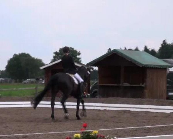 dressage horse Rondo Noir (Brandenburg, 1999, from Rubinstern Noir)