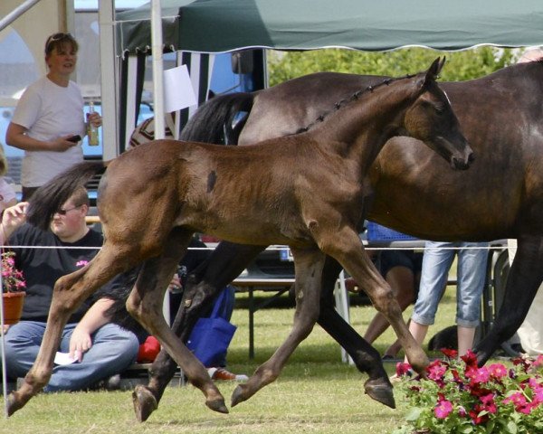 dressage horse S-Klasse St (Westphalian, 2012, from Sir Donnerhall I)
