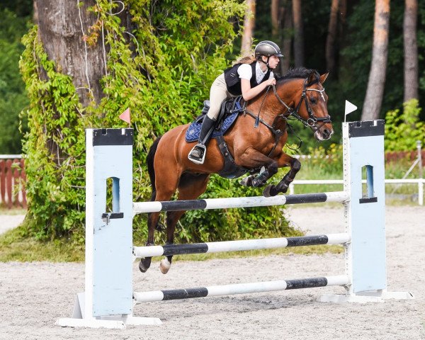 jumper Lopik's Appie (New Forest Pony, 2005, from Aladin)
