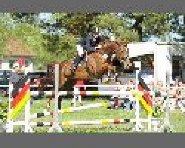 broodmare Waluta 3 (Hanoverian, 2001, from Waikiki I)