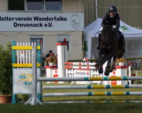 jumper Mr.Bowl xx (Thoroughbred, 2004, from Law Society xx)