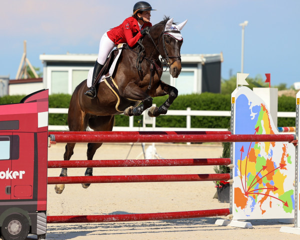 jumper Guma de Reve (Selle Français, 2006, from Diamant de Semilly)