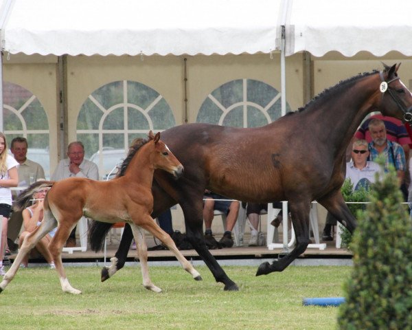 Pferd Butzi (Westfale, 2012, von Basic) Pferd Butzi (Westfale, 2012, von Basic)