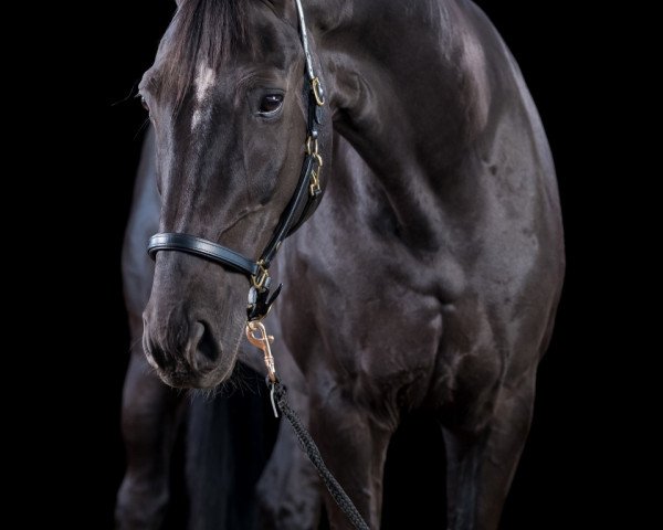 dressage horse Denero 4 (Hanoverian, 2010, from De Niro)